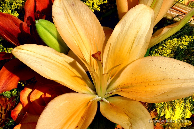 Lilly 3